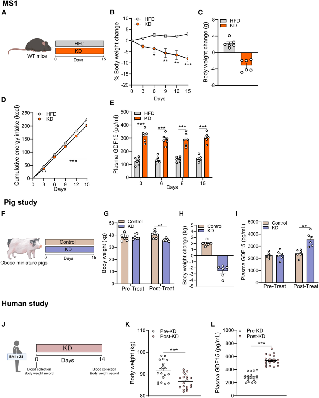 GDF15在生酮饮食中发挥体重管理作用的具体机制