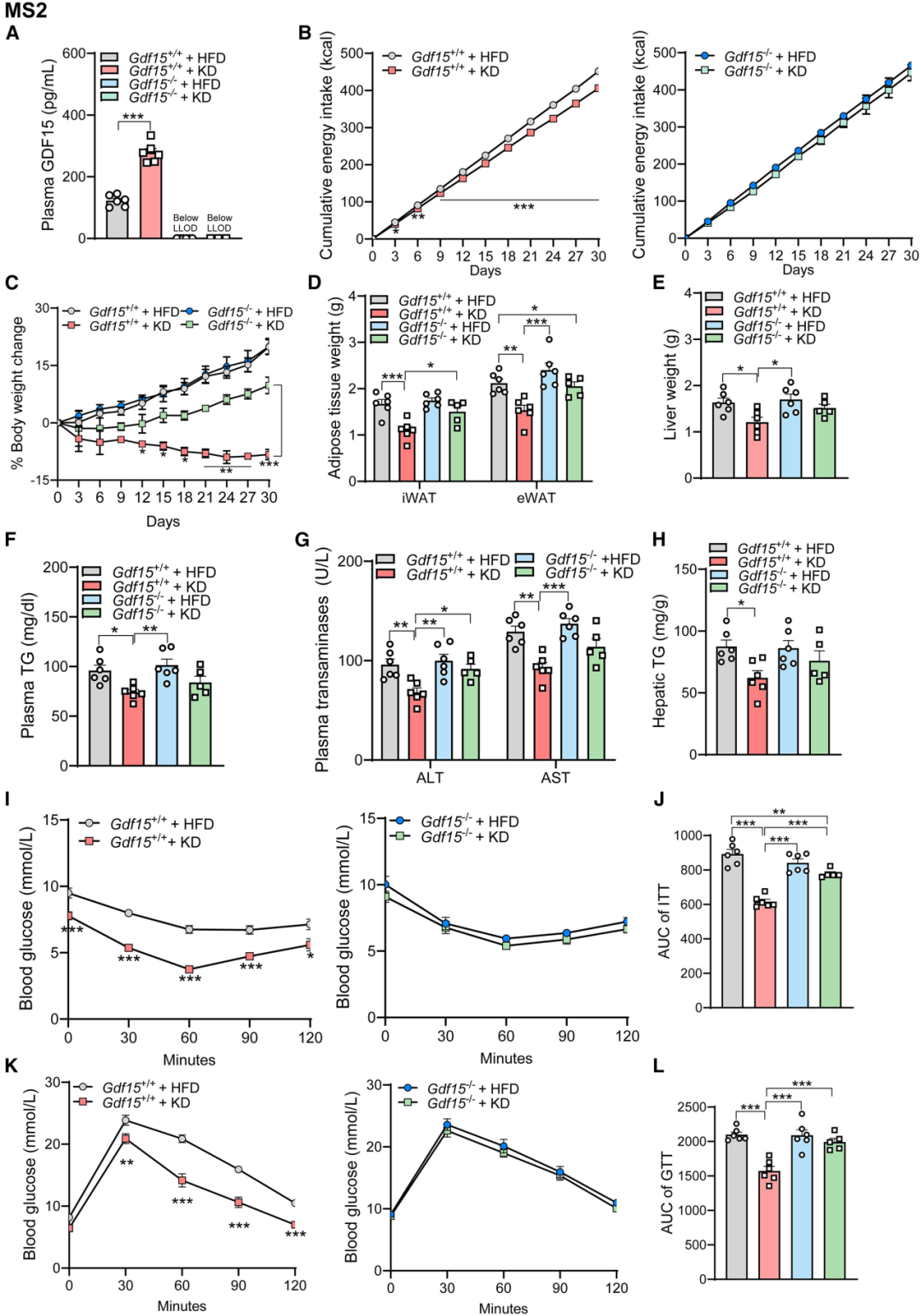 GDF15在生酮饮食中发挥体重管理作用的具体机制