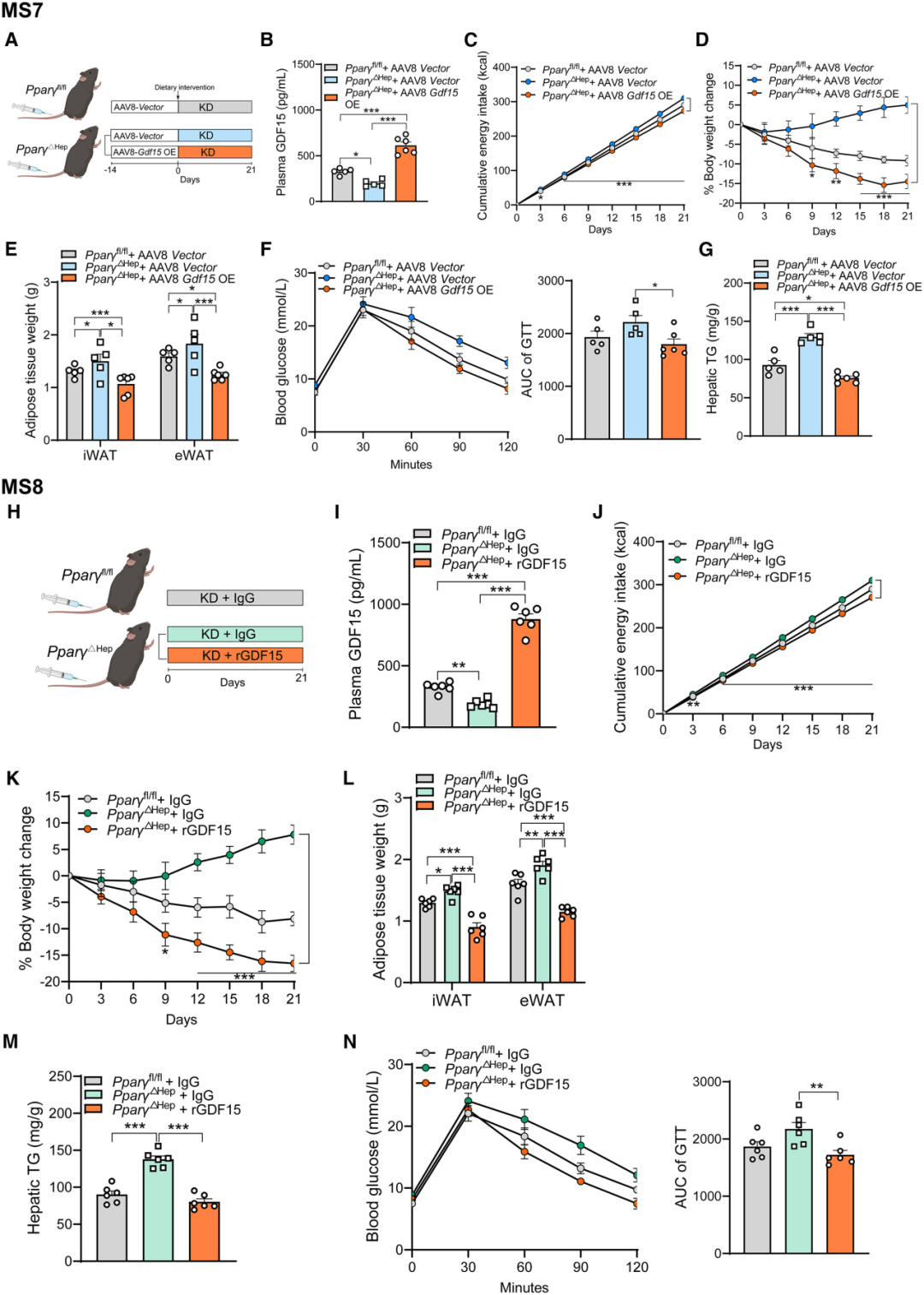 GDF15在生酮饮食中发挥体重管理作用的具体机制