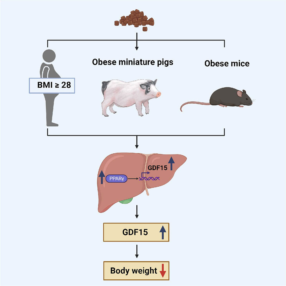 GDF15在生酮饮食中发挥体重管理作用的具体机制