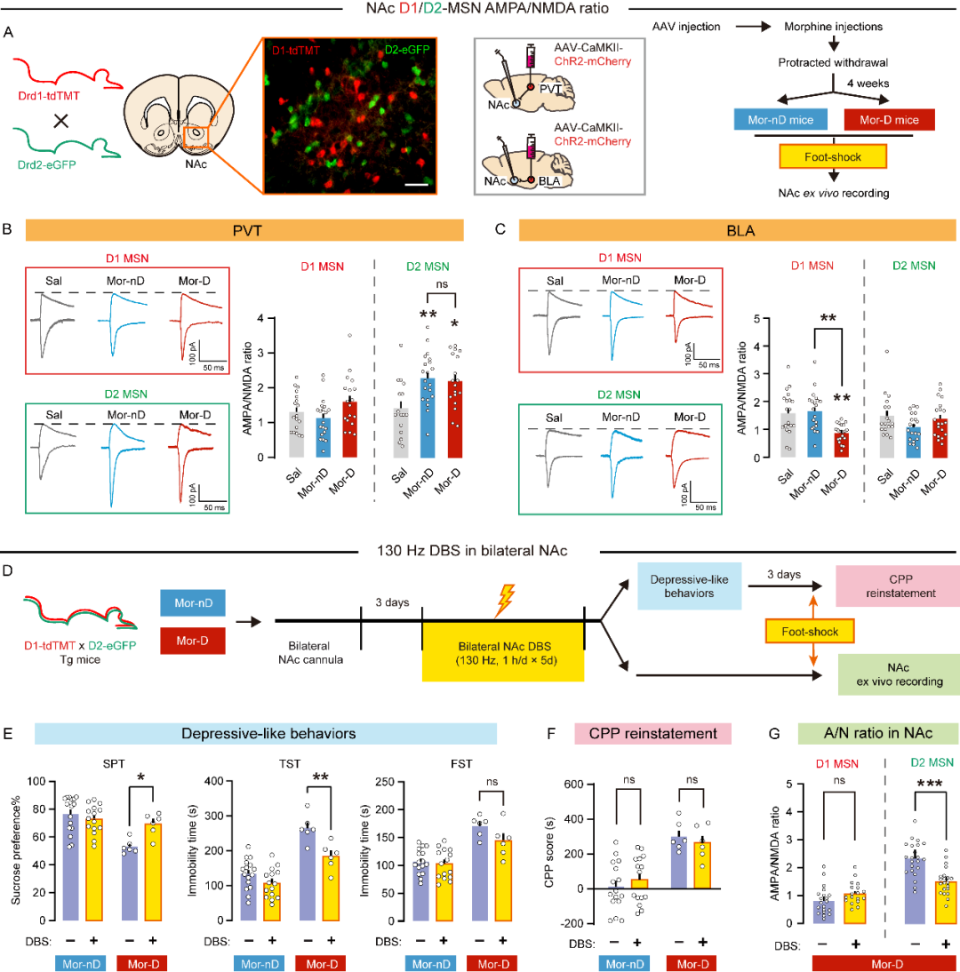 Kappa阿片受体控制吗啡戒断症状及抑郁行为的机制