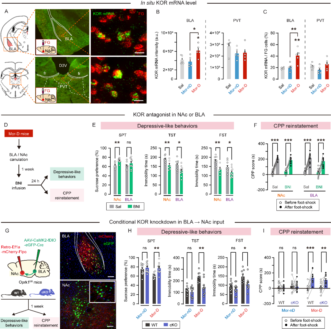 Kappa阿片受体控制吗啡戒断症状及抑郁行为的机制