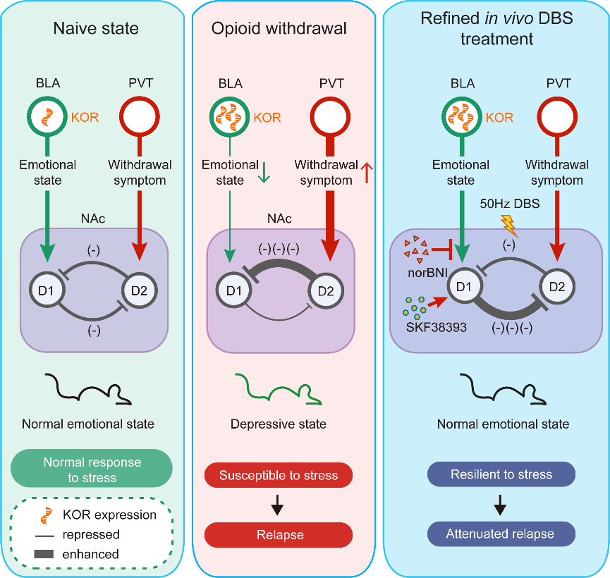 BLA→NAc D1通路双向调节抑郁样行为和应激诱导的CPP复发