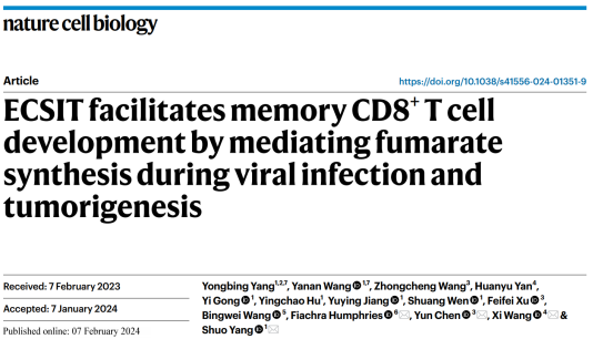 调控CD8+ T细胞记忆形成新机制