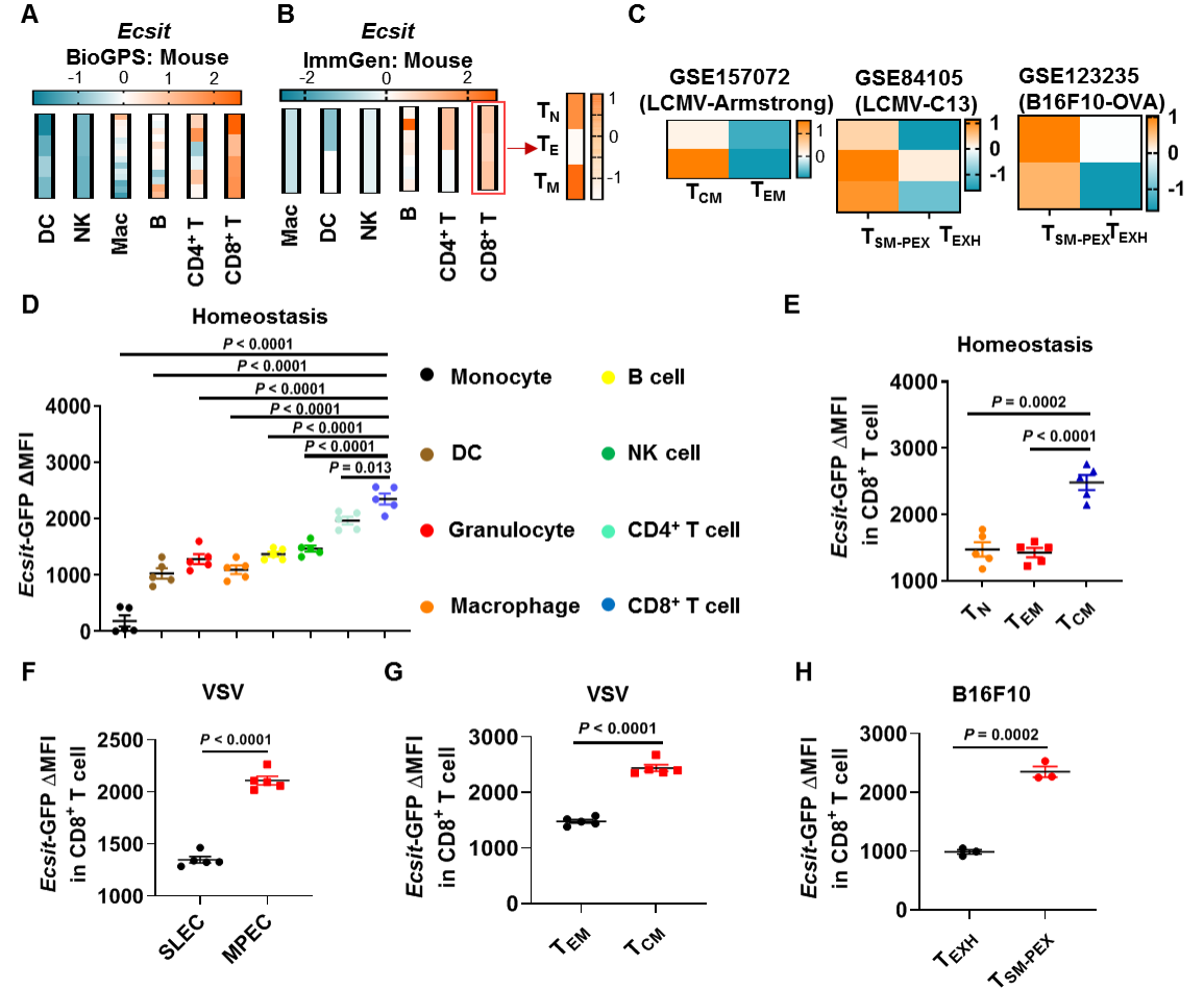调控CD8+ T细胞记忆形成新机制