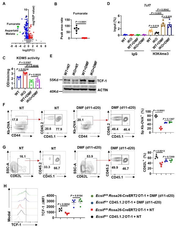 调控CD8+ T细胞记忆形成新机制
