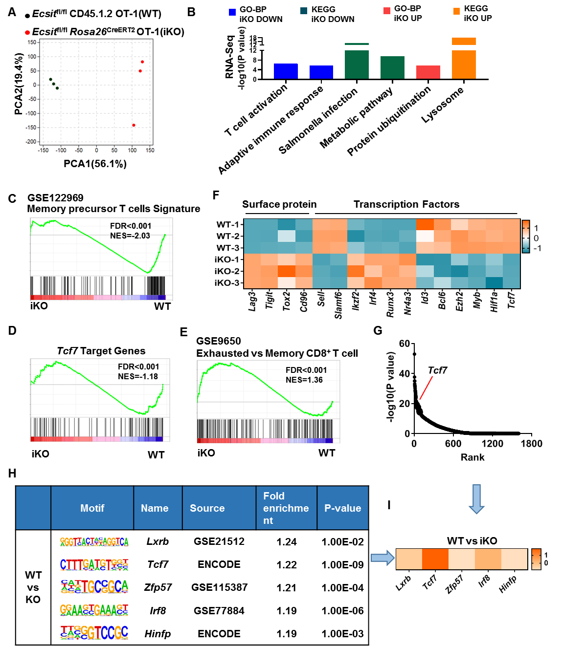 调控CD8+ T细胞记忆形成新机制