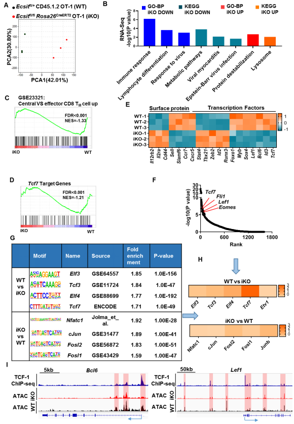 调控CD8+ T细胞记忆形成新机制