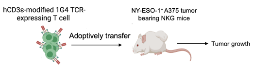 TCR-T细胞肿瘤免疫治疗