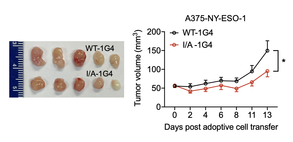 TCR-T细胞肿瘤免疫治疗