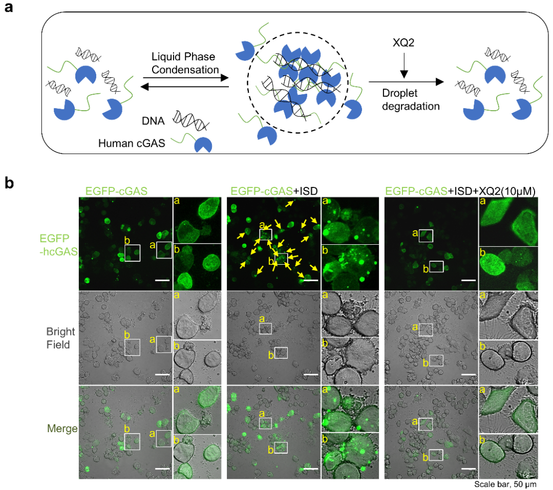 DNA相互作用及液液相分离的cGAS环肽抑制剂
