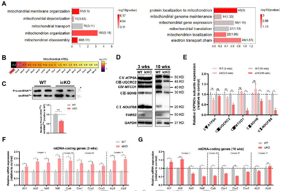心肌病的致病新机制