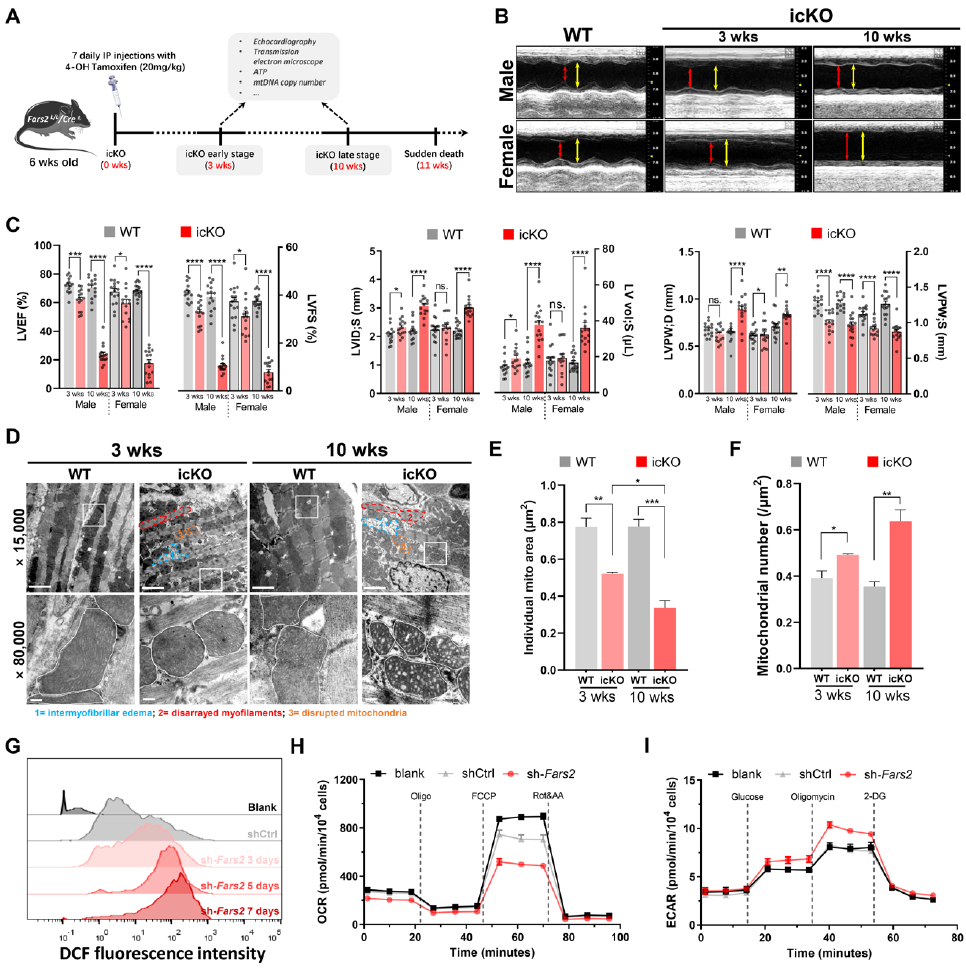 心肌病的致病新机制