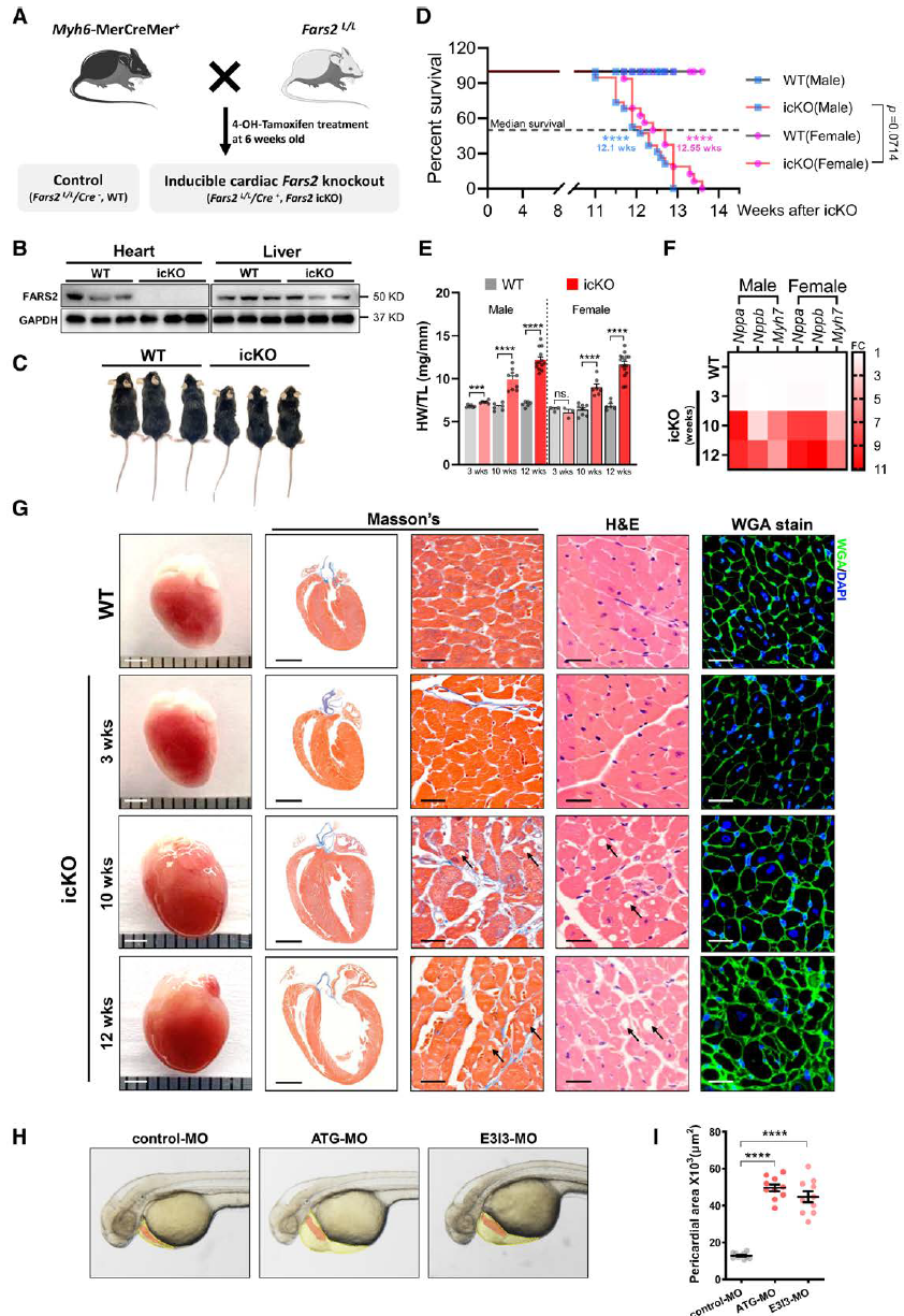 心肌病的致病新机制