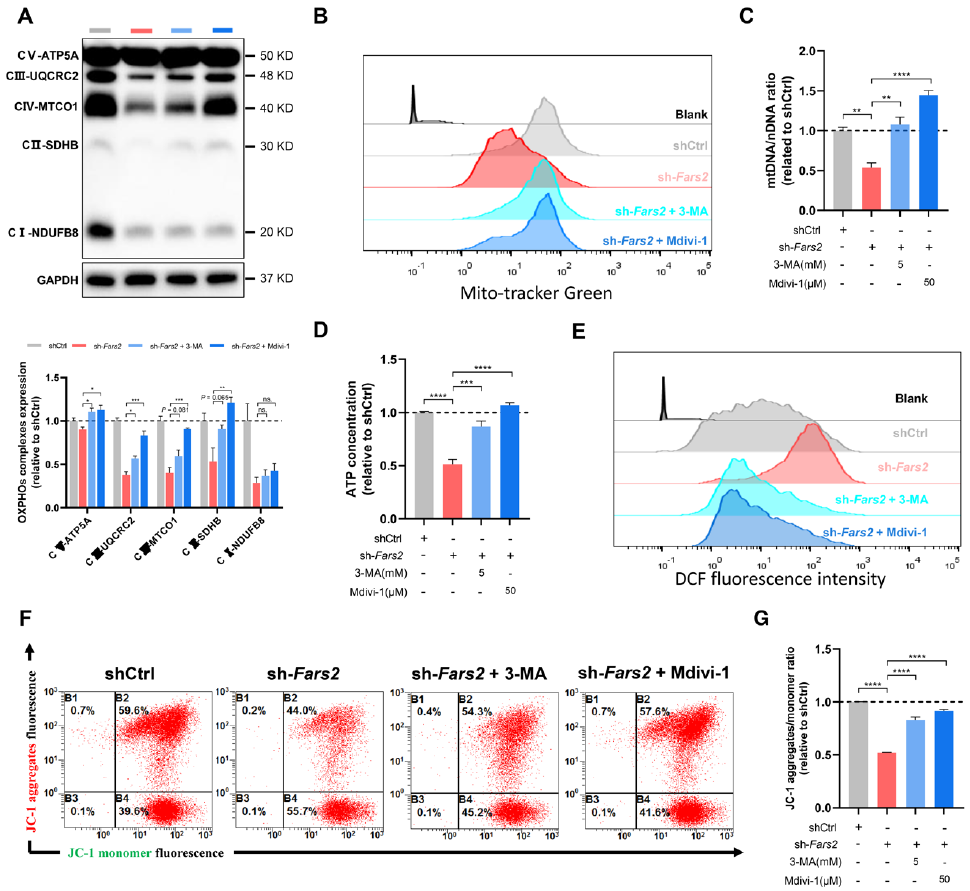 心肌病的致病新机制