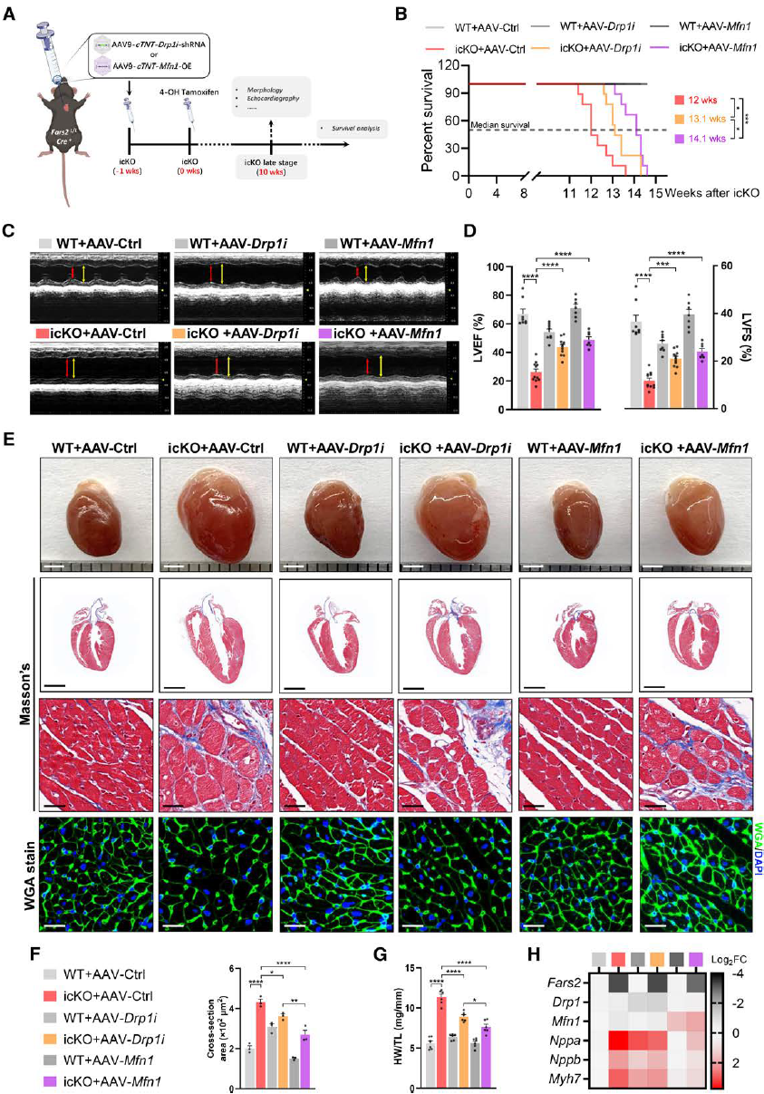 心肌病的致病新机制