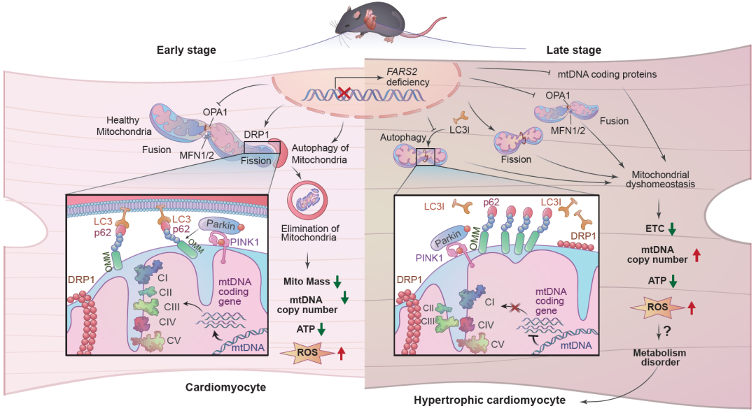 心肌病的致病新机制