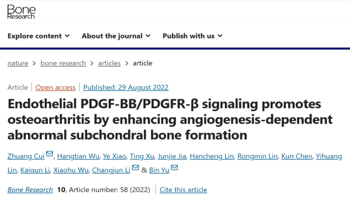 PDGFR-β通过增加依赖于H型血管的异常软骨下骨生成促进骨关节炎