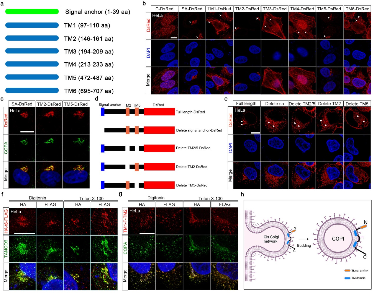 李礼/罗凌飞组合作揭示Tango6调控造血干细胞扩增的分子机制