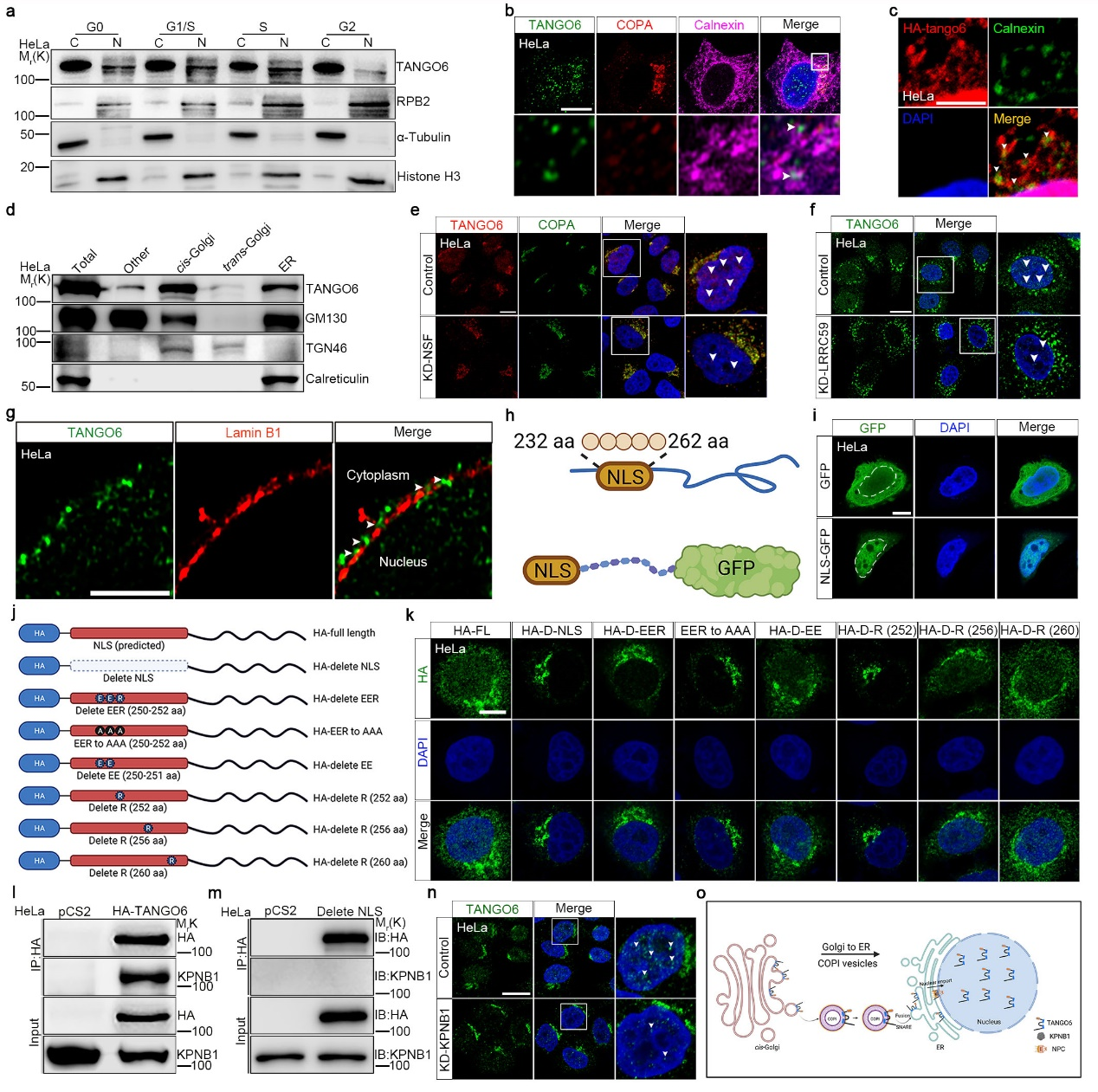 Tango6调控造血干细胞扩增的分子机制