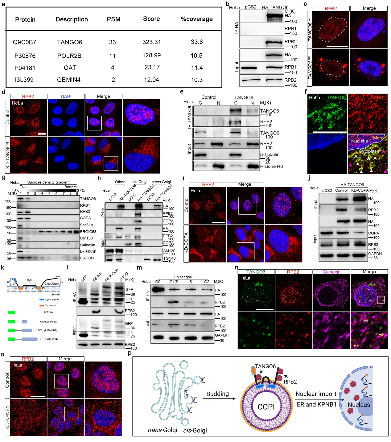 Tango6调控造血干细胞扩增的分子机制