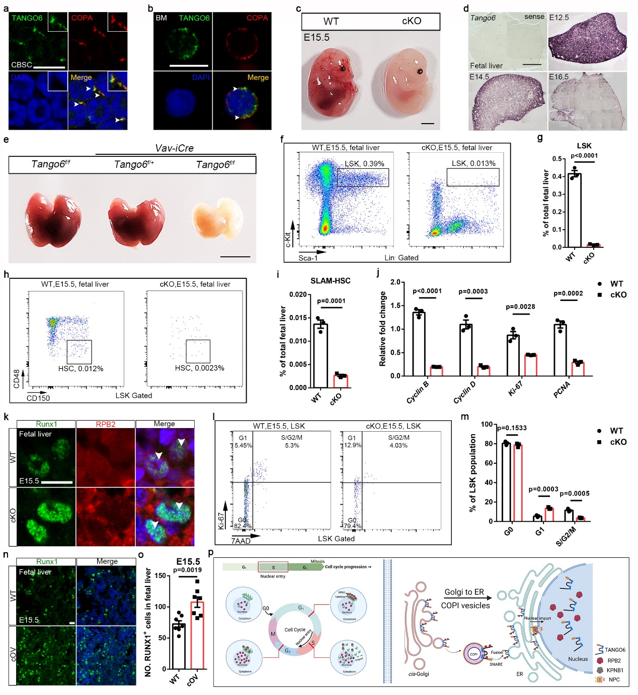 Tango6调控造血干细胞扩增的分子机制