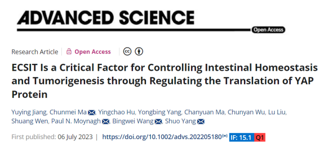 肠道上皮发育关键调节因子YAP蛋白翻译表达调控机制