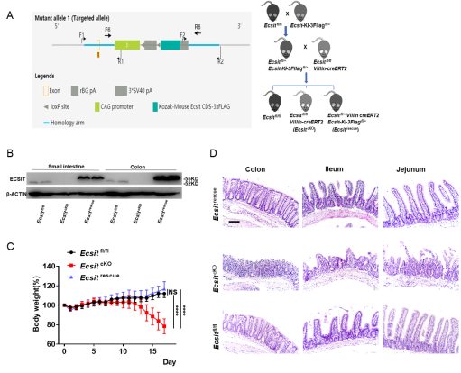  南京医科大学团队首次揭示了肠道上皮发育关键调节因子YAP蛋白翻译表达调控机制