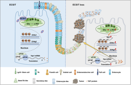  南京医科大学团队首次揭示了肠道上皮发育关键调节因子YAP蛋白翻译表达调控机制