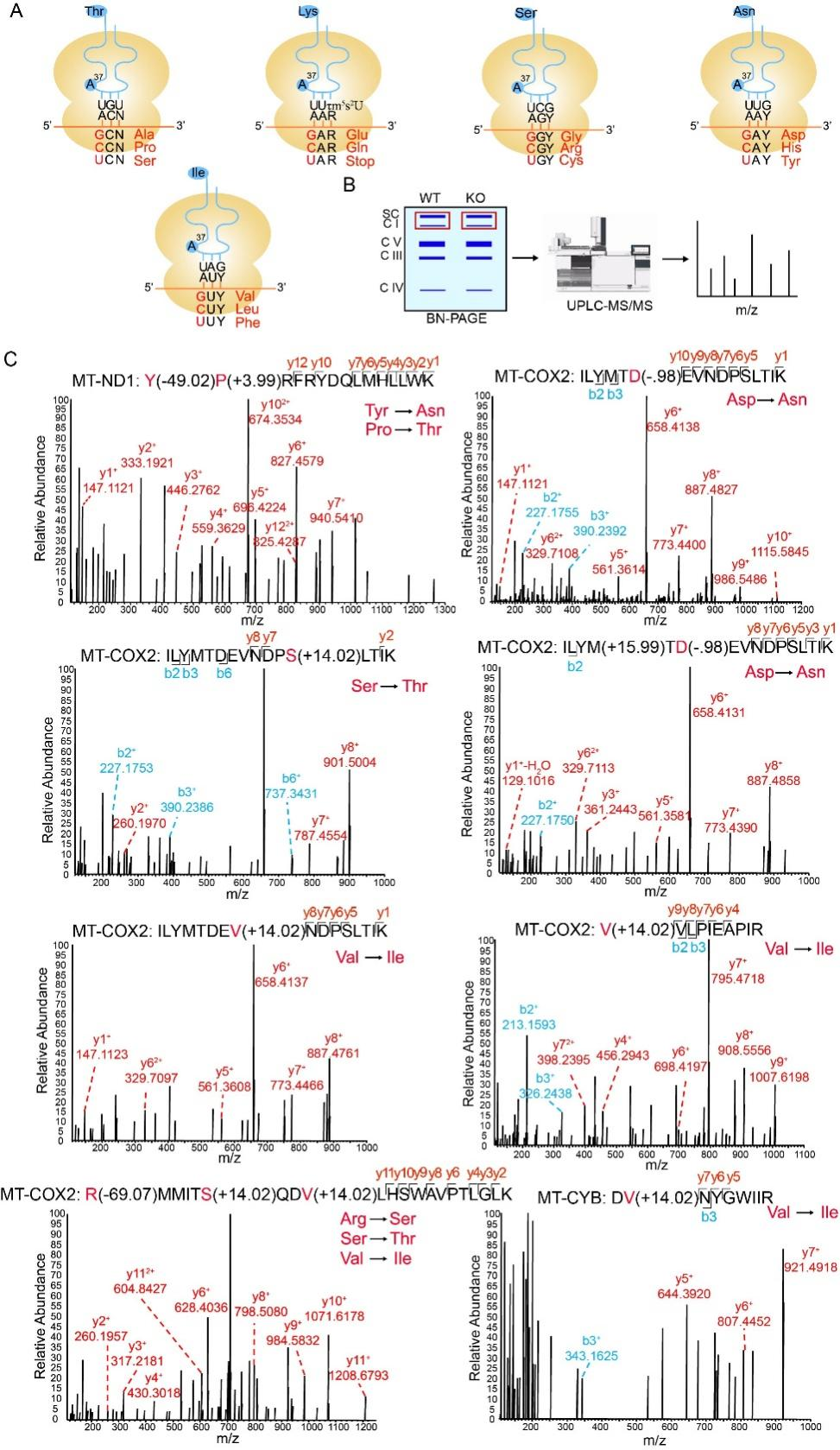 人线粒体tRNA t6A修饰对线粒体基因表达调控的多重作用