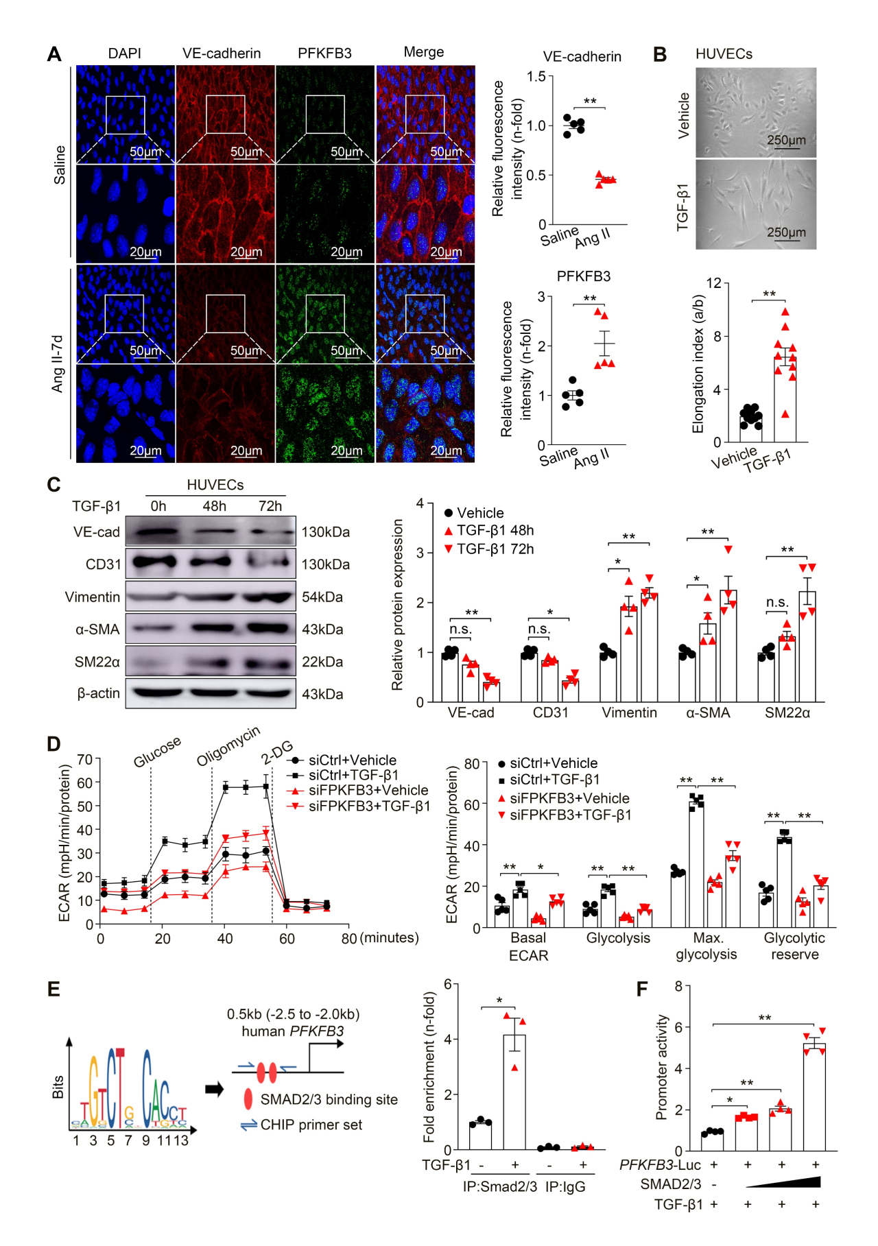 广州医科大学发现主动脉重构调控新机制