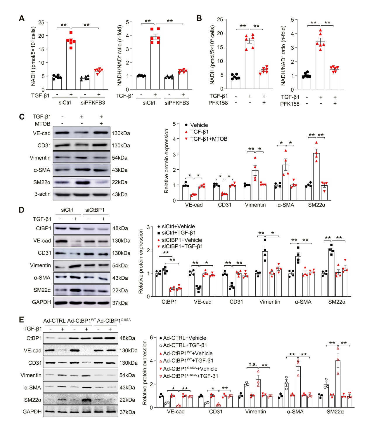 广州医科大学发现主动脉重构调控新机制