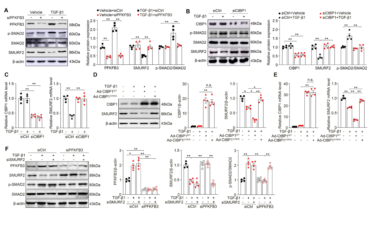 广州医科大学发现主动脉重构调控新机制