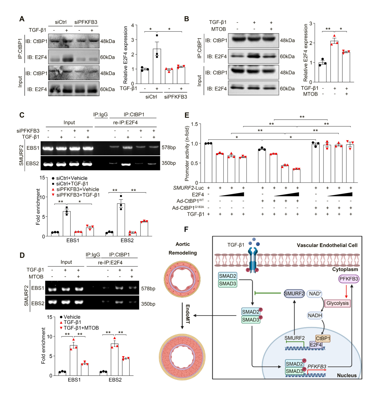 广州医科大学发现主动脉重构调控新机制