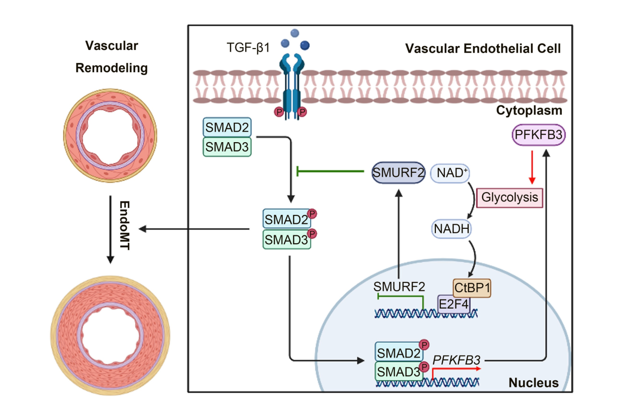 广州医科大学发现主动脉重构调控新机制