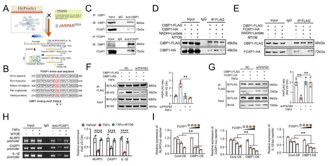 广州医科大学徐益鸣团队发现动脉粥样硬化调控新机制