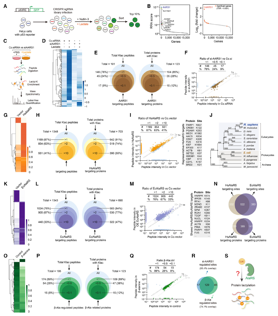 苏州大学团队揭示乳酸化如何促进肿瘤发生 苏州大学团队揭示乳酸化如何促进肿瘤发生