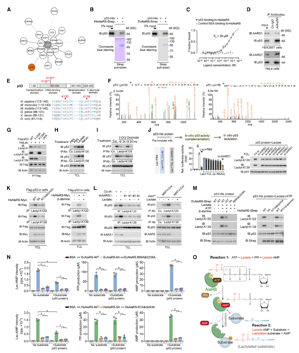 苏州大学团队揭示乳酸化如何促进肿瘤发生 苏州大学团队揭示乳酸化如何促进肿瘤发生