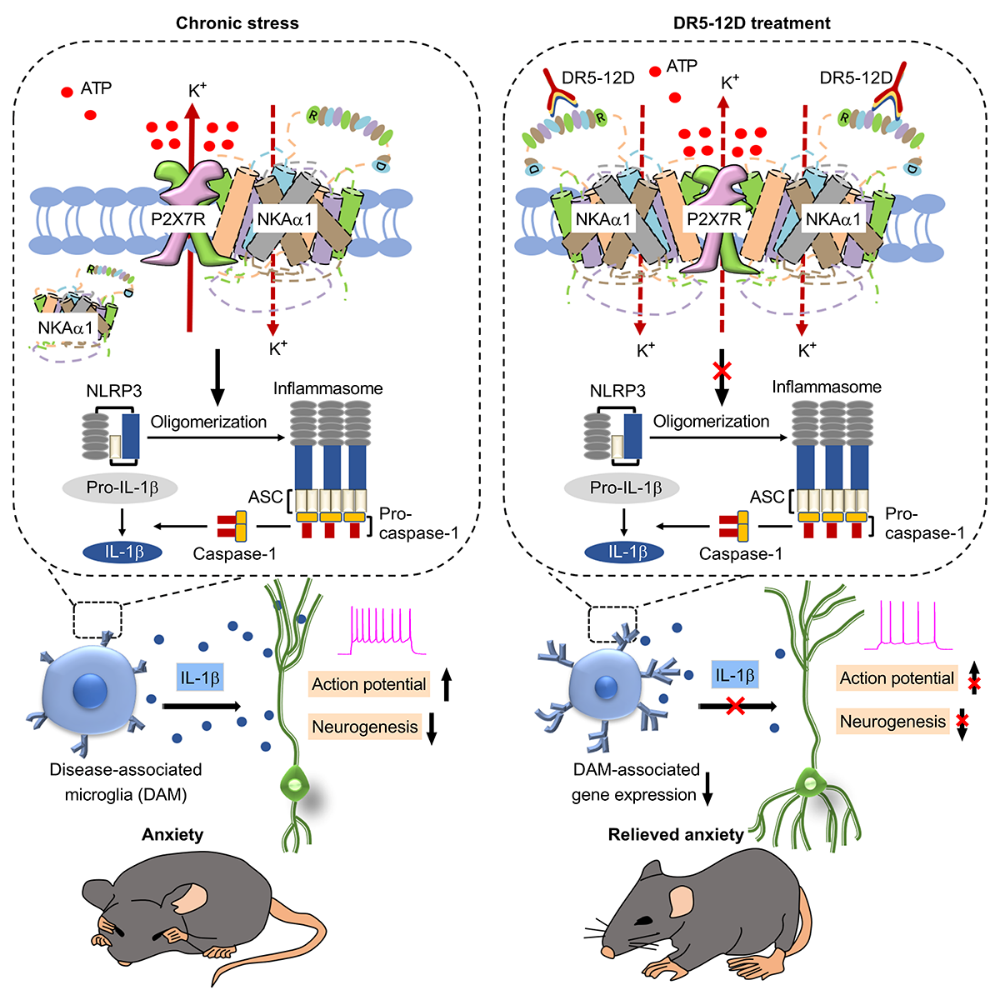 南方科技大学卞劲松团队揭示焦虑症发生的新机制和治疗新靶点