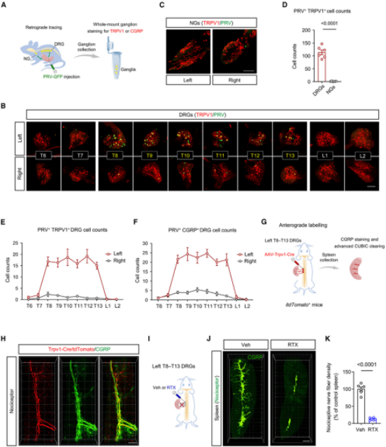 Cell最新研究揭开背后机制