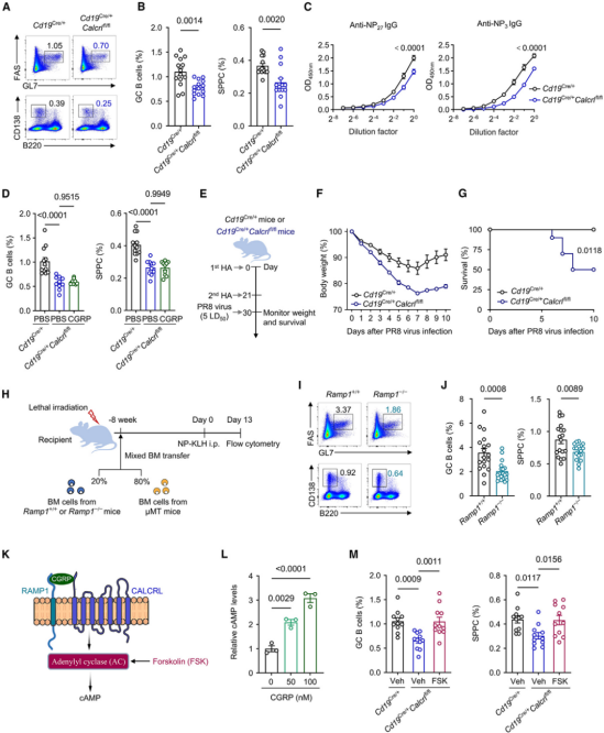 Cell最新研究揭开背后机制