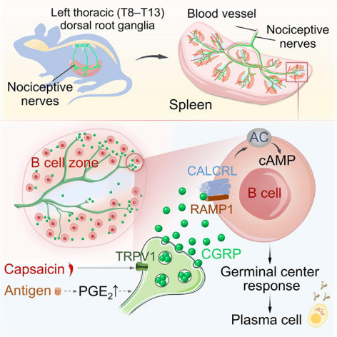 Cell最新研究揭开背后机制