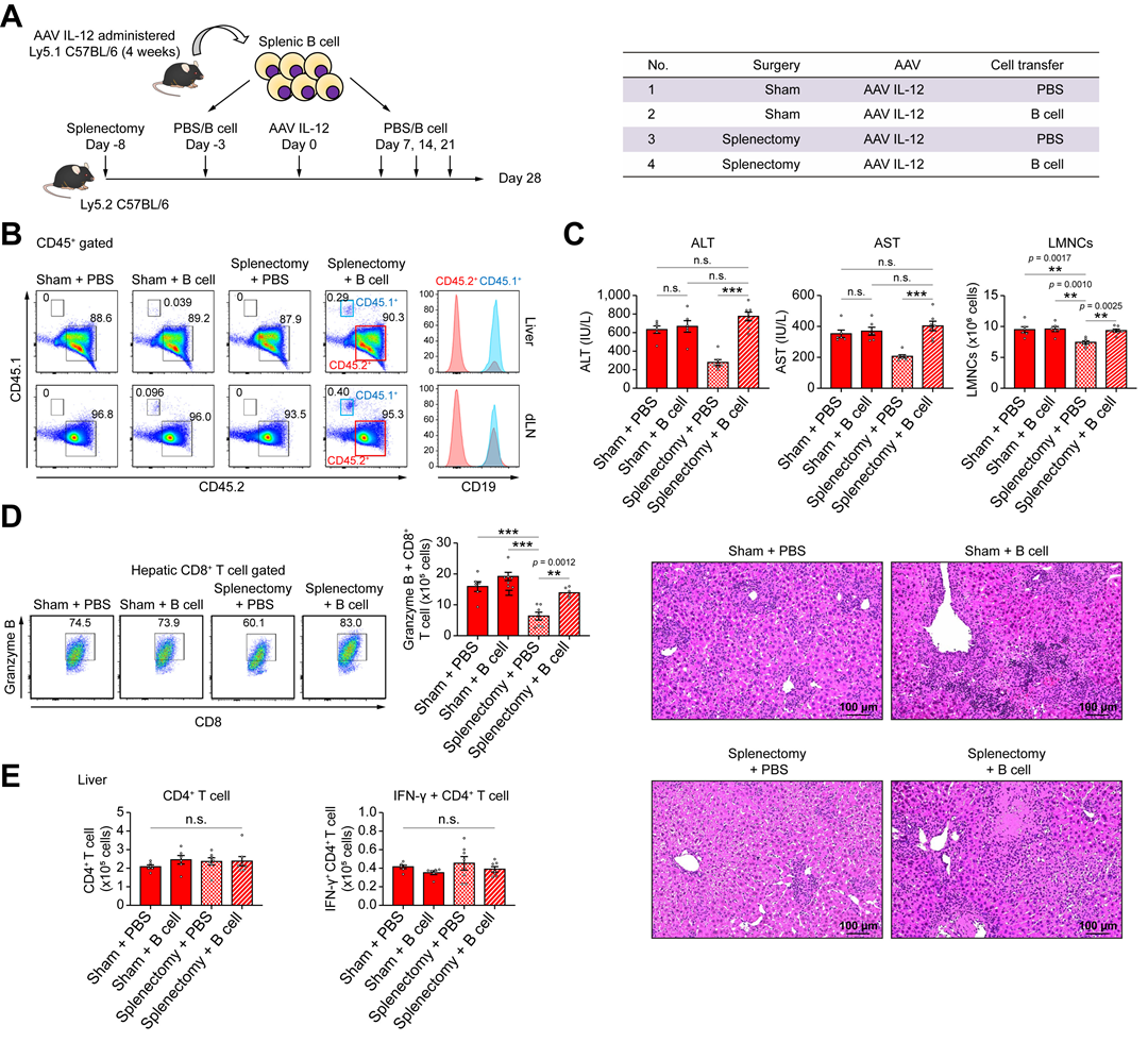 脾脏B细胞在自身免疫性肝炎中发挥致病作用 脾脏B细胞在自身免疫性肝炎中发挥致病作用