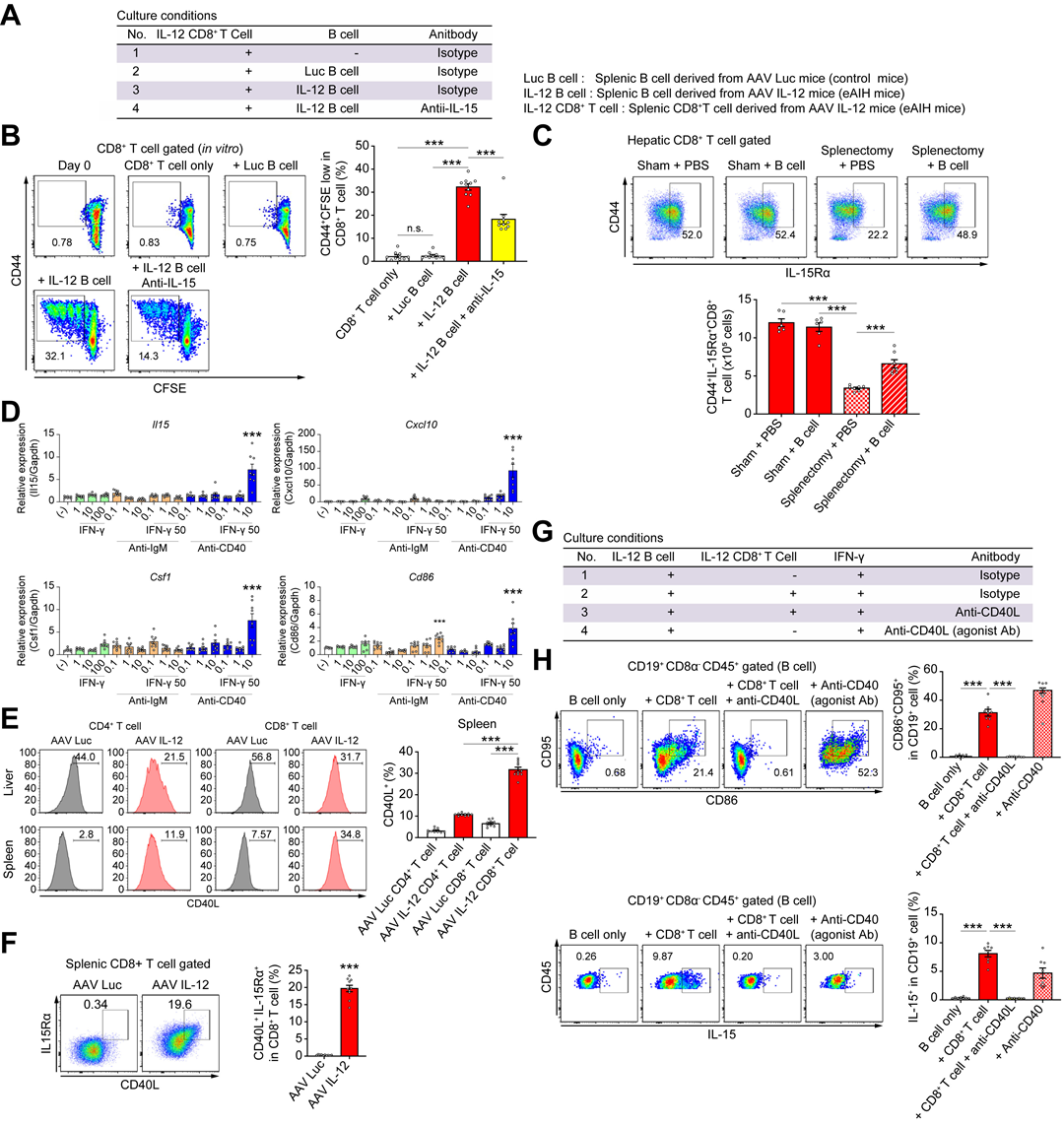 脾脏B细胞在自身免疫性肝炎中发挥致病作用 脾脏B细胞在自身免疫性肝炎中发挥致病作用