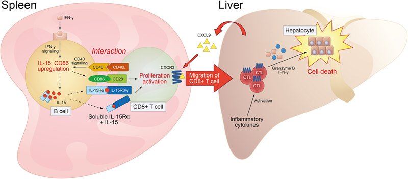 脾脏B细胞在自身免疫性肝炎中发挥致病作用 脾脏B细胞在自身免疫性肝炎中发挥致病作用