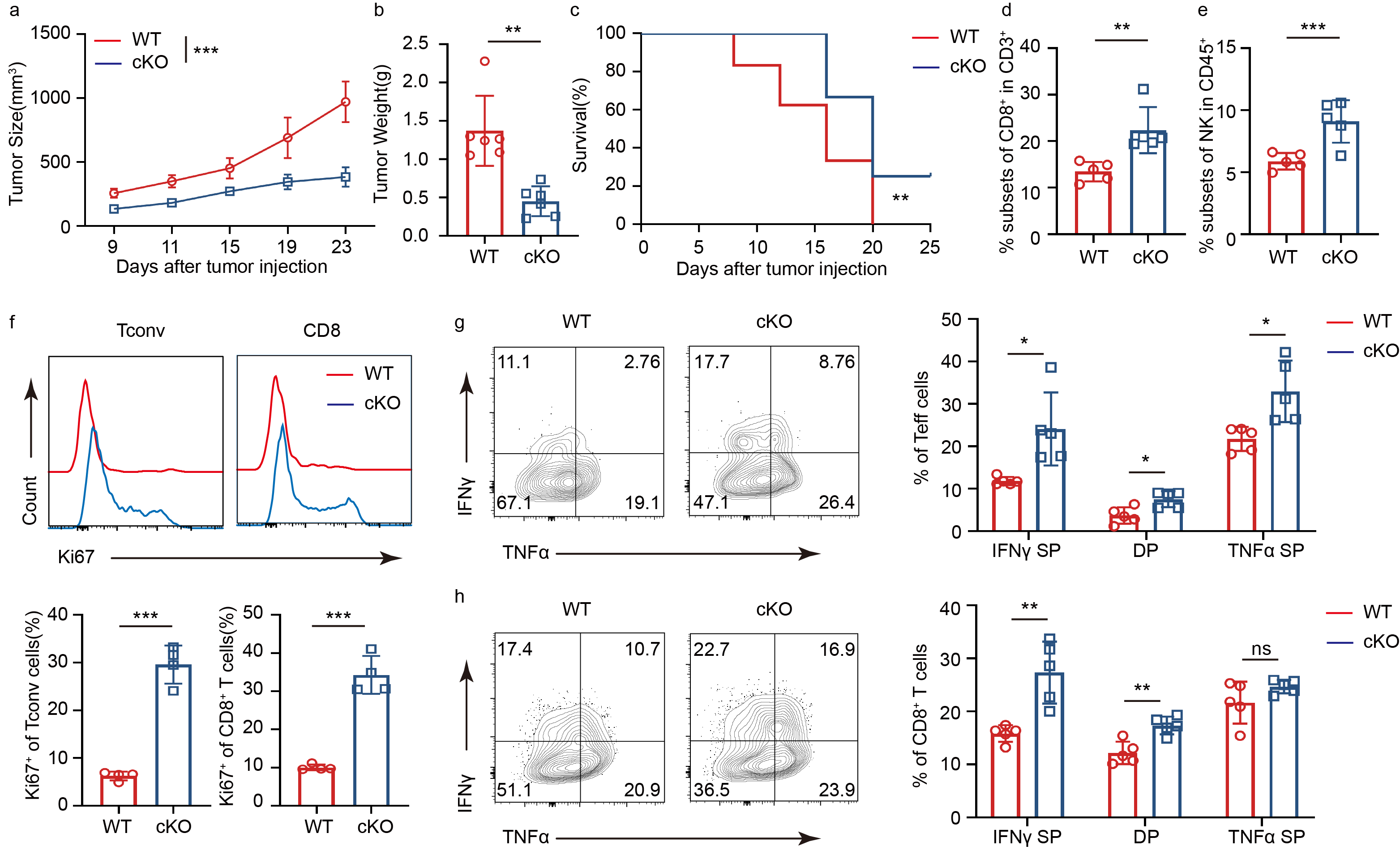 肿瘤浸润Treg细胞中负反馈环路调节免疫抑制功能的新机制