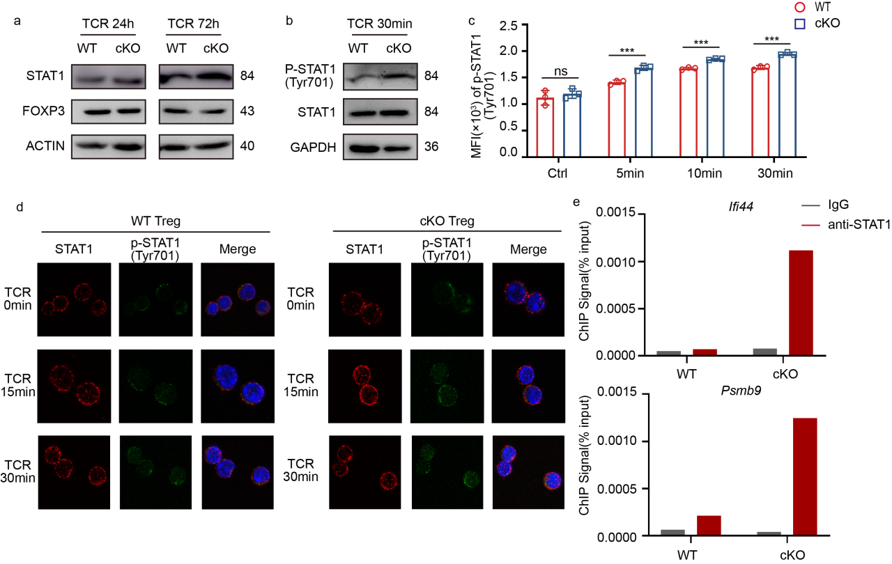 肿瘤浸润Treg细胞中负反馈环路调节免疫抑制功能的新机制