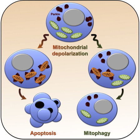 Figure thumbnail fx1