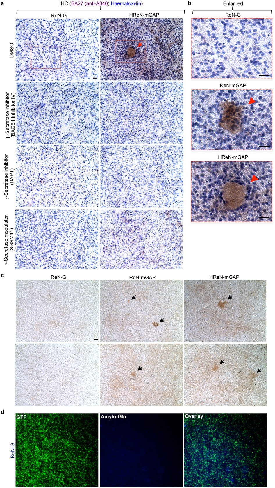 3D培养FAD ReN细胞重建淀粉样蛋白-β的聚集
