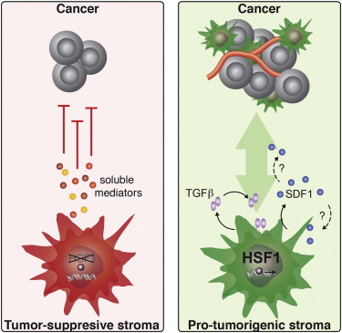 Cell:科学家发现恶性肿瘤的强力启动器 